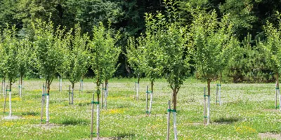 news_2021-oct_treeplanting.jpg